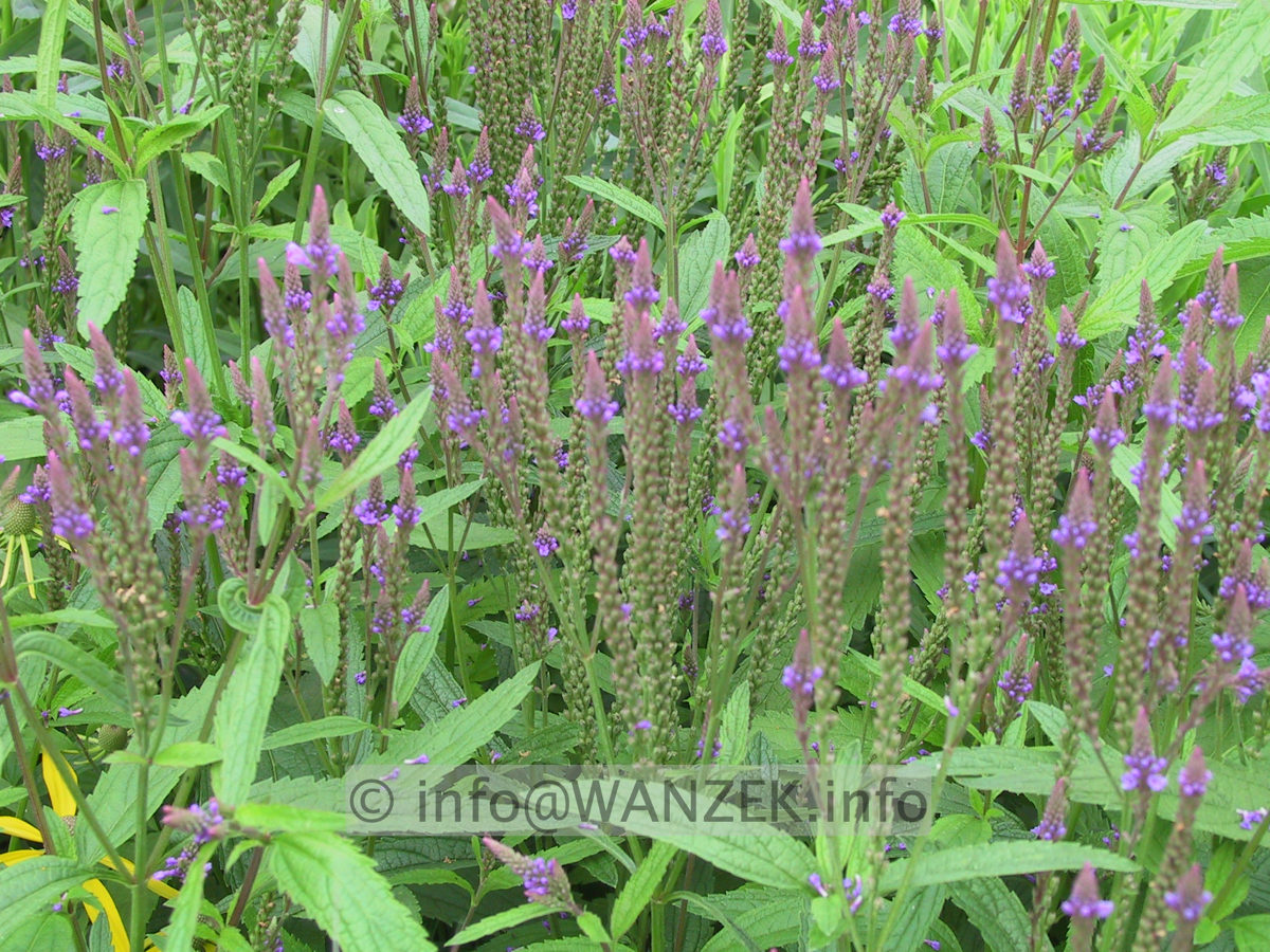 Verbena hastata 04.jpg